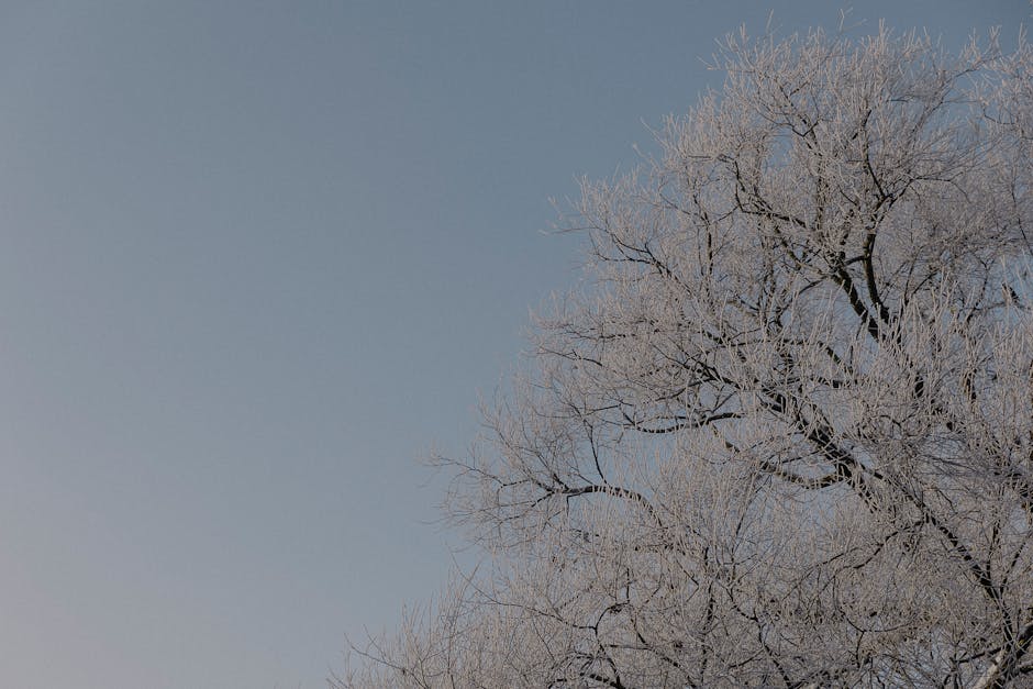 A tranquil winter scene with frosted trees and a clear sky.