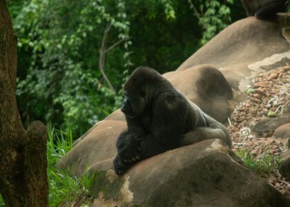 A gorilla in a lush jungle with green foliage and sunlight.