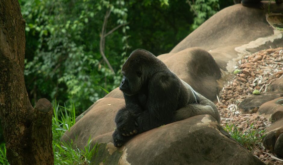 A gorilla in a lush jungle with green foliage and sunlight.
