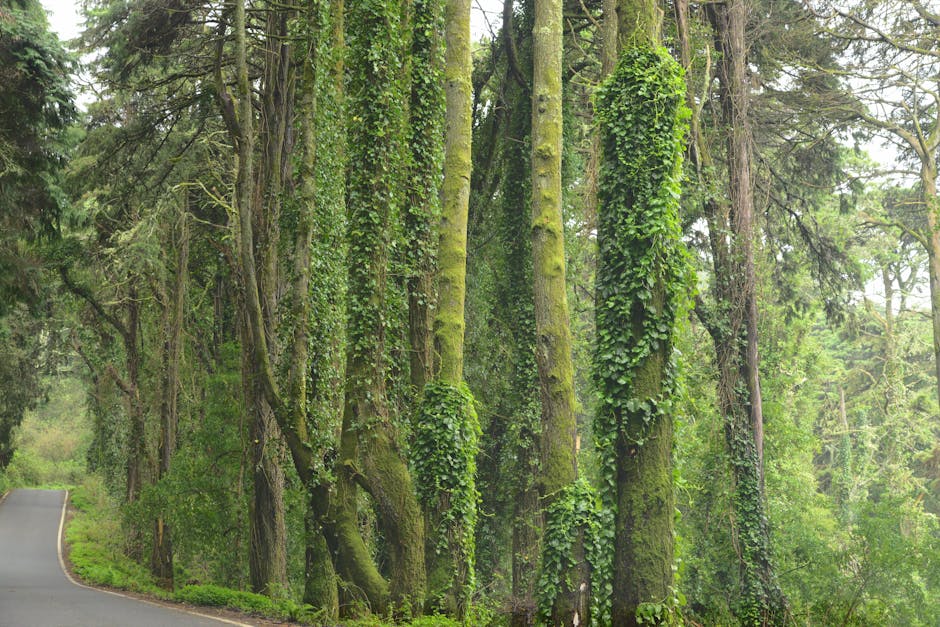 A winding path in a green forest representing a journey of resilience.