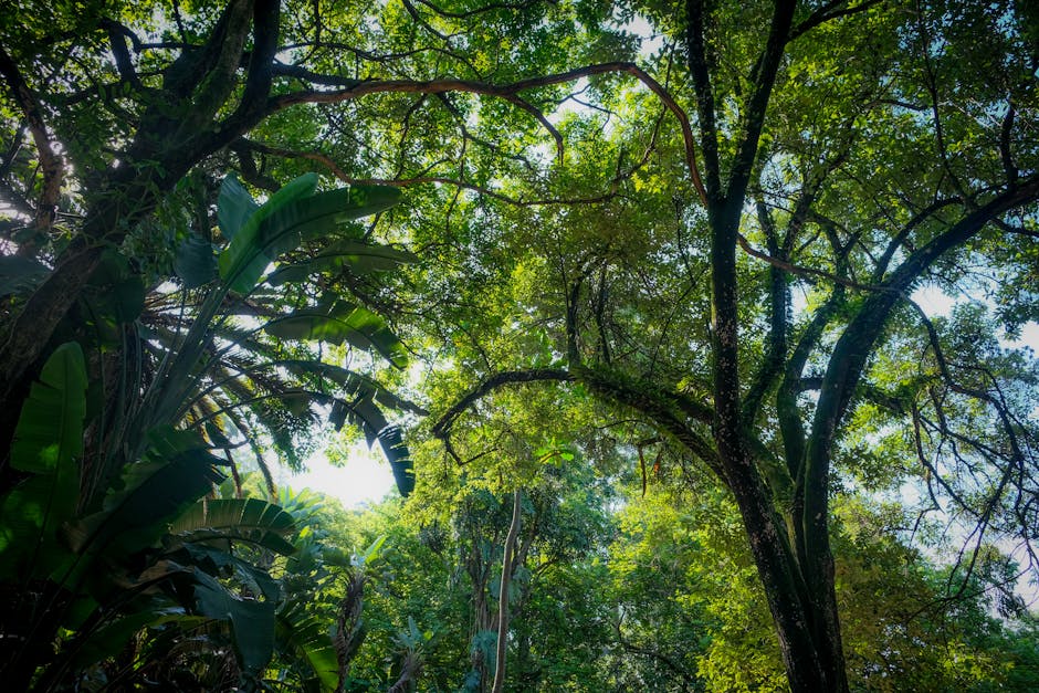 A jungle with green foliage and a gorilla silhouette in soft sunlight.
