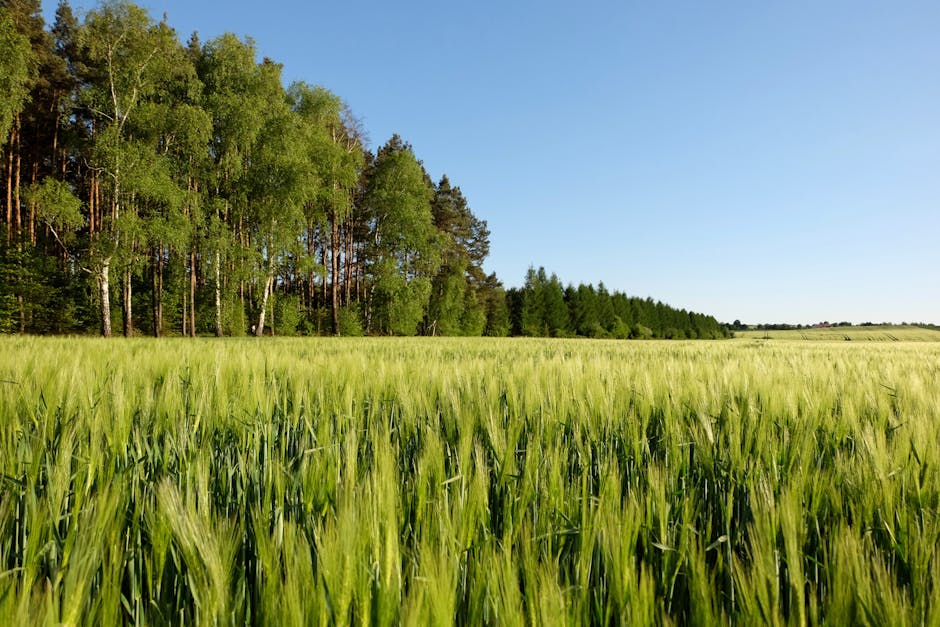 A green field and blue sky representing environmental sustainability.